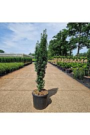 Taxus baccata Fast. Robusta C12.5 Lit. 80-90 cm