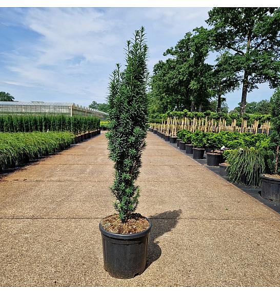 Taxus baccata Fast. Robusta C12.5 Lit. 80-90 cm