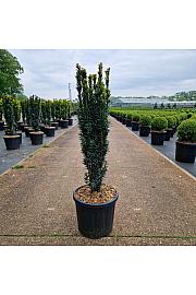 Taxus baccata Fast. Robusta C11 Lit. 60-70 cm
