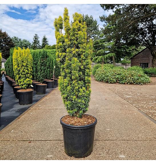 Taxus baccata Fast. David C20 Lit. 80-100 cm