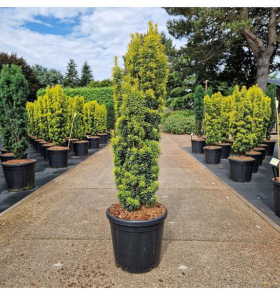 Taxus baccata Fast. David C18 Lit. 80-90 cm