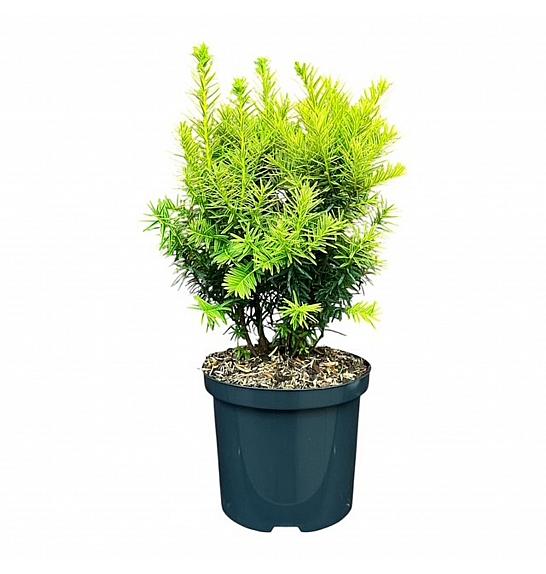 Taxus baccata Dwarf Bright Gold C2,5 Lit. 20-25 cm