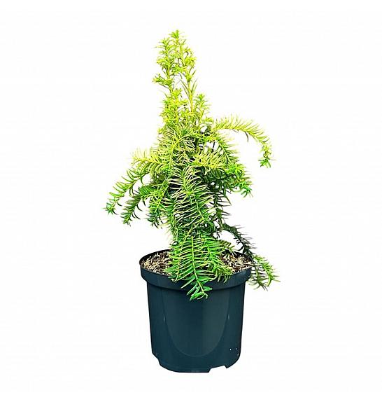 Taxus baccata Dovastonii Aurea C2,5 Lit. 25-30 cm