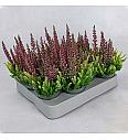 Calluna Beauty Ladies Colour Crown Ø 6