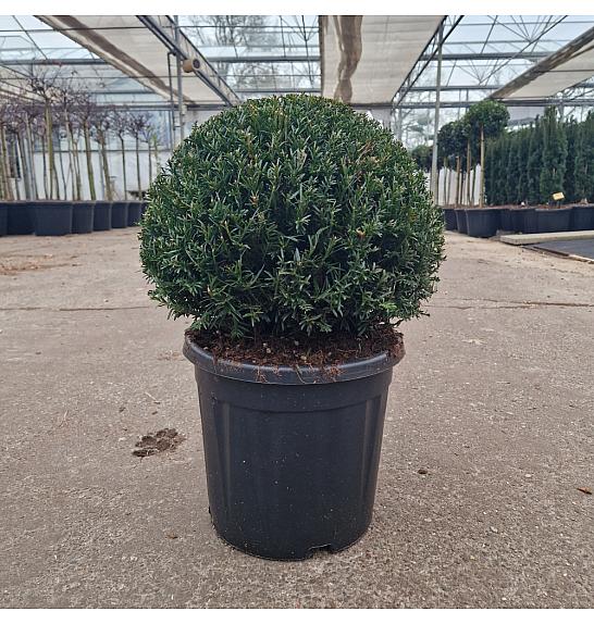 Taxus baccata C15 Lit. 35+ cm Krogla