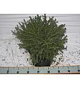Picea abies Nidiformis C15 Lit. 40-50 cm