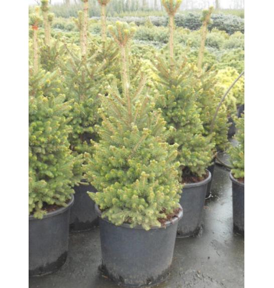 Picea abies Will´s Zwerg C15 Lit. 120-140 cm