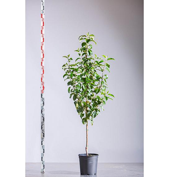 Malus domestica Altländer Pfannkuchen C10 Lit. 125-150 cm