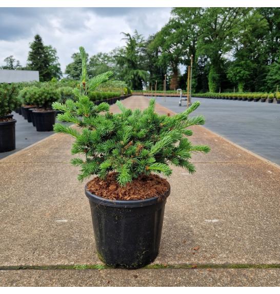 Picea pungens Luckey Strike C11 Lit. 30-35 cm