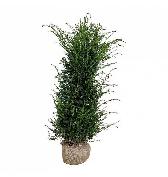 Taxus baccata bala 160-180 cm extra