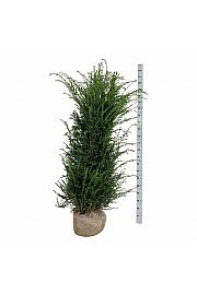 Taxus baccata bala 160-180 cm extra