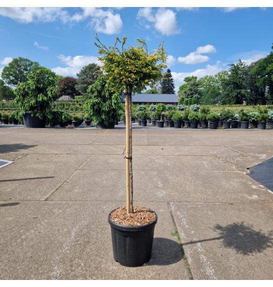 Chamaecyparis obtusa Gitte C18 Lit. Na steblu 60 cm