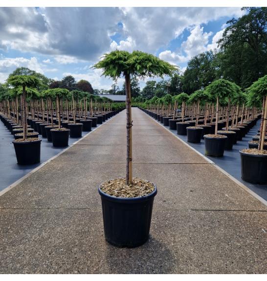 Juniperus communis Lemon Carpet C15 Lit. Na steblu 60 cm