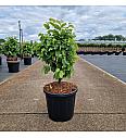 Carpinus betulus Monumentalis C15 Lit. 50/+ cm