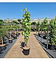 Vitis Bianca C35 Lit. 175-200 cm