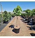 Vitis Phönix C25 Lit. Na steblu 70 cm