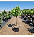 Vitis Picurka C25 Lit. Na steblu 70 cm