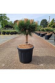 Pinus nigra Marie Bregeon® C18 Lit. Na steblu 20 cm Krošnja 35/+ cm