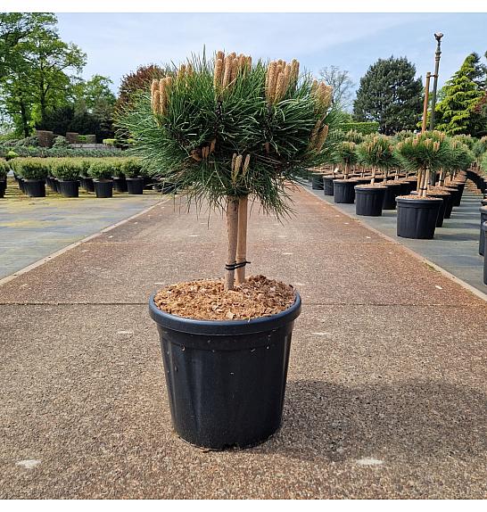 Pinus nigra Marie Bregeon® C18 Lit. Na steblu 20 cm Krošnja 35/+ cm