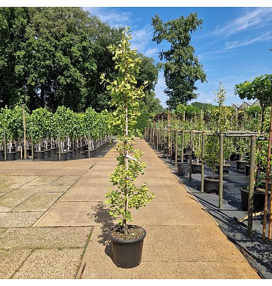Ginkgo biloba Saratoga C35 Lit. 150-175 cm