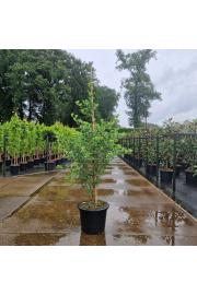 Ginkgo biloba Fastigiata Blagon C35 Lit. 125-150 cm