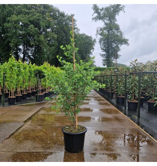 Ginkgo biloba Fastigiata Blagon C35 Lit. 125-150 cm