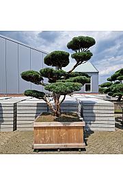 Pinus sylvestris Watereri Nr. 11 v lesenem koritu 125x125 cm; 250 cm; 210-225 cm Bonsai
