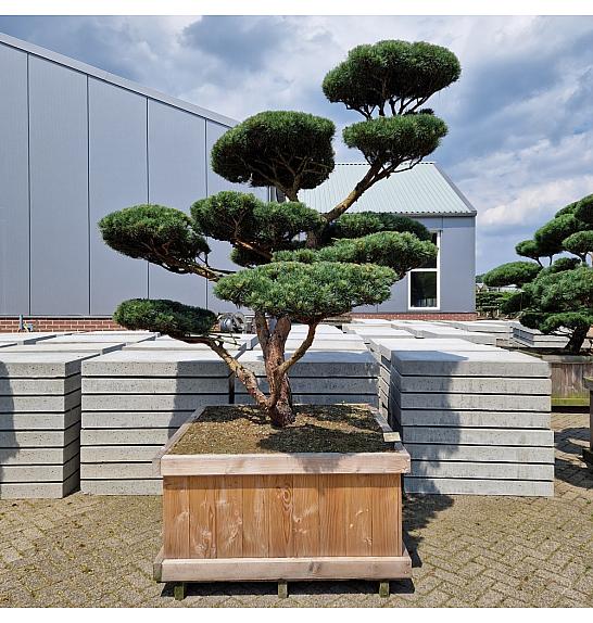Pinus sylvestris Watereri Nr. 11 v lesenem koritu 125x125 cm; 250 cm; 210-225 cm Bonsai