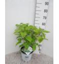 Hydrangea arborescens Strong Annabelle C10 Lit. 50-60 cm