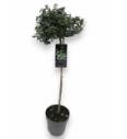 Euonymus fortunei Emerald Gaiety C10 Lit. Na steblu 110 cm