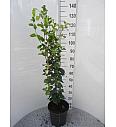 Fagus sylvatica Dawyck C10 Lit. 100-125 cm