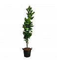 Fagus sylvatica Dawyck Gold C7,5 Lit. 100-125 cm