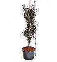Fagus sylvatica Dawyck Purple C10 Lit. 100-125 cm
