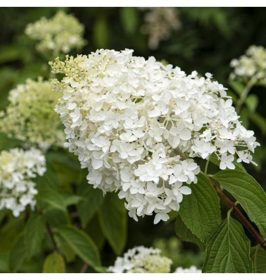 Hydrangea paniculata Little Spooky C10 Lit. Na steblu 80 cm
