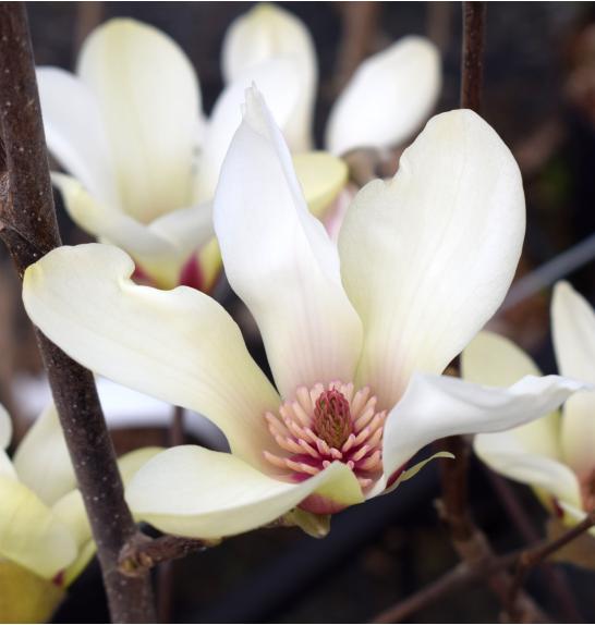 Magnolia Sunrise C10 Lit. 80-100 cm