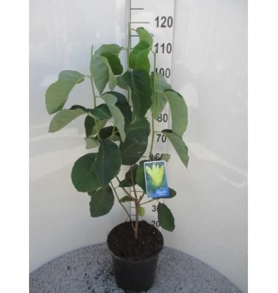 Magnolia Daphne C10 Lit. 100-125 cm