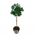 Ginkgo biloba Mariken C10 Lit. Na steblu 100 cm