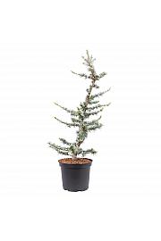 Cedrus atlantica Glauca C5 Lit. 50-60 cm