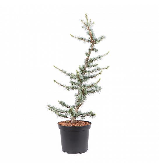Cedrus atlantica Glauca C5 Lit. 50-60 cm