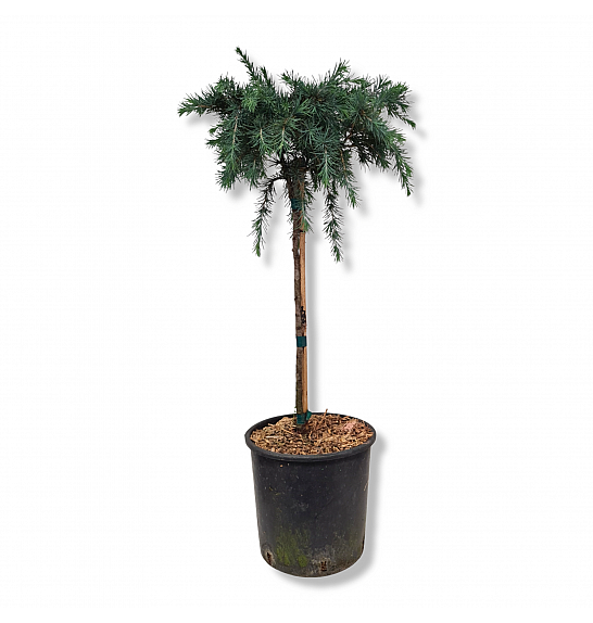 Cedrus deodara Feeling Blue C15 Lit. Na steblu 55 cm