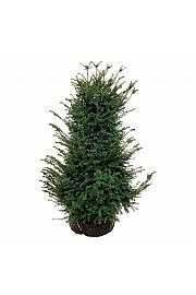 Taxus baccata bala 100-120 cm extra