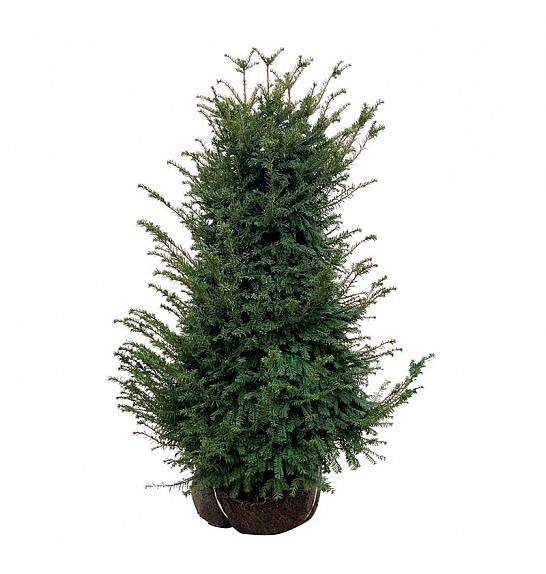 Taxus baccata bala 100-120 cm extra