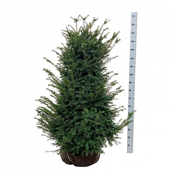 Taxus baccata bala 100-120 cm extra