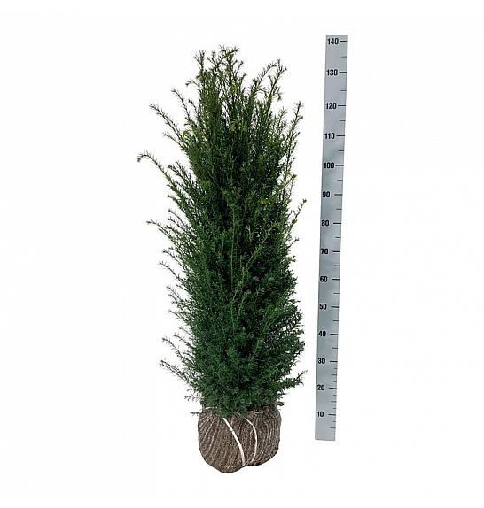 Taxus baccata bala 100-120 cm