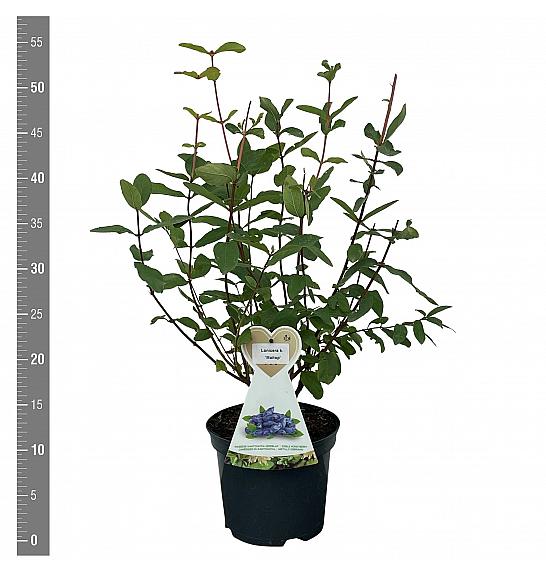 Lonicera kamschatica Maitop C3 Lit. 30-40 cm
