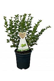 Ribes uva crispa Hinnomaki Green C5 Lit. 40-60 cm