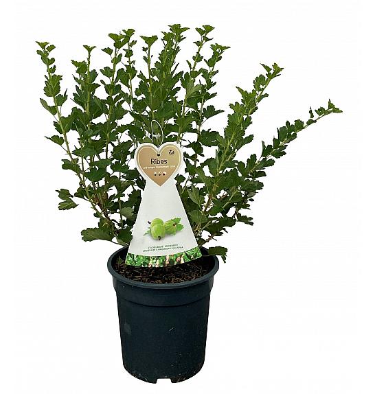 Ribes uva crispa Hinnomaki Green C5 Lit. 40-60 cm