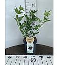 Sambucus nigra Black Lace C5 Lit. 30-40 cm