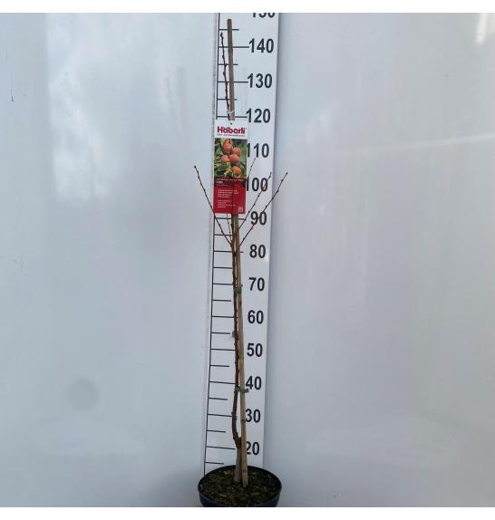Prunus cerasus Somo C5 Lit. 80-100 cm Stebričasta