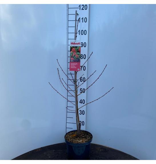 Prunus persica Grazia C5 Lit. 80-100 cm Stebričasta